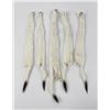 Lot of 5 Wild Tanned Taxidermy Ermine