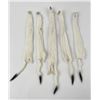 Image 2 : Lot of 5 Wild Tanned Taxidermy Ermine