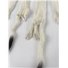 Image 3 : Lot of 5 Wild Tanned Taxidermy Ermine