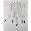 Image 4 : Lot of 5 Wild Tanned Taxidermy Ermine