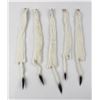Image 1 : Lot of 5 Wild Tanned Taxidermy Ermine