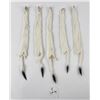 Image 3 : Lot of 5 Wild Tanned Taxidermy Ermine