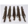 Image 1 : Lot of 5 Wild Tanned Taxidermy Squirrel