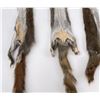Image 3 : Lot of 5 Wild Tanned Taxidermy Squirrel