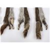Image 4 : Lot of 5 Wild Tanned Taxidermy Squirrel