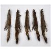 Image 1 : Lot of 5 Wild Tanned Taxidermy Squirrel