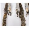 Image 3 : Lot of 5 Wild Tanned Taxidermy Squirrel