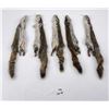 Image 5 : Lot of 5 Wild Tanned Taxidermy Squirrel