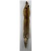 Image 1 : Beautiful Ranch Red Fox Fur Pelt Taxidermy