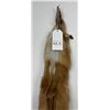 Image 3 : Beautiful Ranch Red Fox Fur Pelt Taxidermy