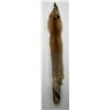 Image 1 : Beautiful Ranch Red Fox Fur Pelt Taxidermy
