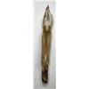 Image 2 : Beautiful Ranch Red Fox Fur Pelt Taxidermy