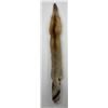 Image 1 : Beautiful Ranch Red Fox Fur Pelt Taxidermy
