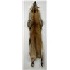 Image 1 : Beautiful Ranch Red Fox Fur Pelt Taxidermy