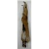 Image 2 : Beautiful Ranch Red Fox Fur Pelt Taxidermy