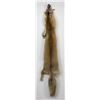 Image 1 : Beautiful Ranch Red Fox Fur Pelt Taxidermy