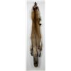 Image 1 : Beautiful Ranch Red Fox Fur Pelt Taxidermy
