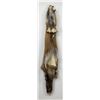 Image 2 : Beautiful Ranch Red Fox Fur Pelt Taxidermy