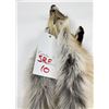 Image 3 : Beautiful Ranch Red Fox Fur Pelt Taxidermy