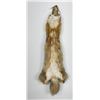 Image 2 : Beautiful Kit Fox Fur Pelt Taxidermy