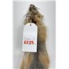 Image 3 : Beautiful Kit Fox Fur Pelt Taxidermy