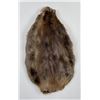 Montana Beaver Fur Pelt Taxidermy