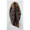 Montana Beaver Fur Pelt Taxidermy