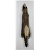 Image 2 : Montana Taxidermy Raccoon Pelt