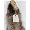 Image 3 : Montana Taxidermy Raccoon Pelt