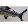 Image 2 : Taxidermy Blue Marlin Fish Mount