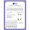 Image 2 : Genuine 4.2 ctw Peridot Earrings 14KT White Gold - REF-32V2W
