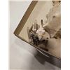 Image 2 : BOX OF CONCH SHELL, SHELLS AND BONES