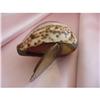 Image 1 : Victorian Cowrie Shell Snuff Box #1940593