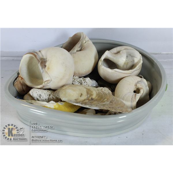 TRAY OF SEA SHELLS ETC