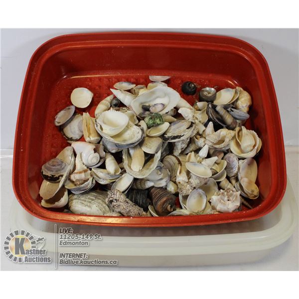 BIN OF SEASHELLS