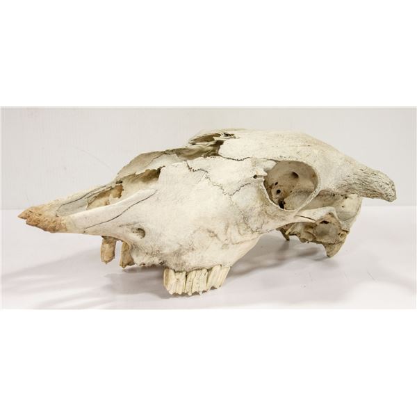 AUTHENTIC STEER SKULL