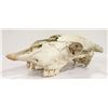 Image 1 : AUTHENTIC STEER SKULL