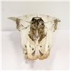 Image 2 : AUTHENTIC STEER SKULL