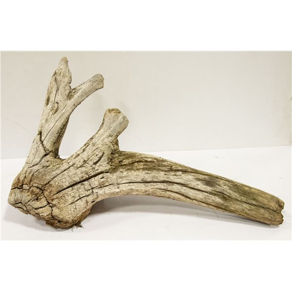 DRIFTWOOD