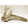 Image 1 : DRIFTWOOD