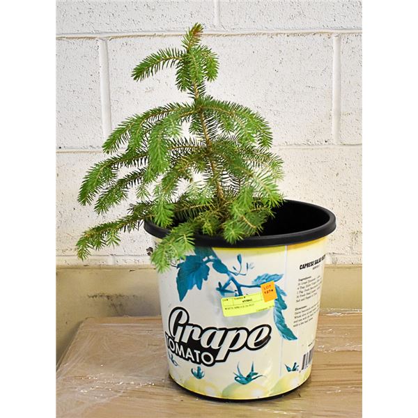 WHITE SPRUCE IN POT