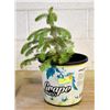 Image 1 : WHITE SPRUCE IN POT