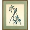 Image 1 : Havell Forked Tail Flycatcher birds print #1957791