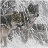 Image 3 : Edge of Winter - Gray Wolves by Fanning (1938-2014)