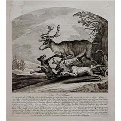 Engraving The Reindeer by J. E. Ridinger #1931747