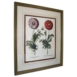 (3) Hortus Eystettensis Botanical Engravings #1963871