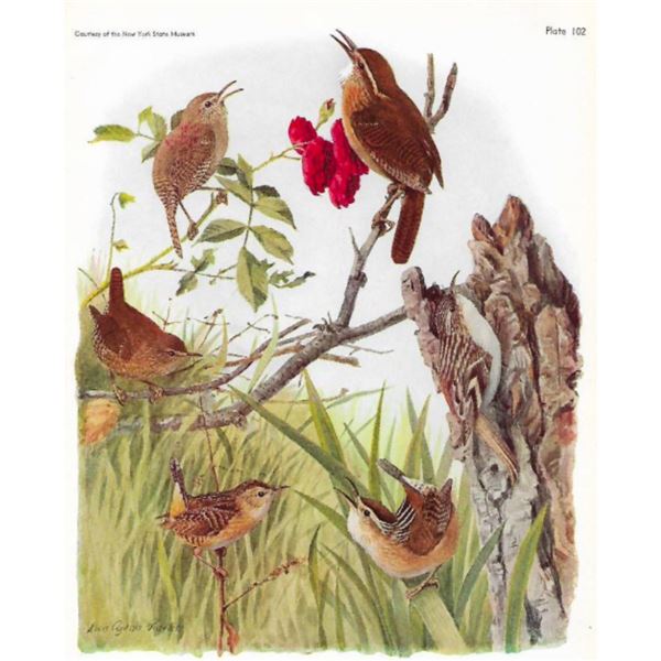 1936 Pearson Birds, #109 Wrens