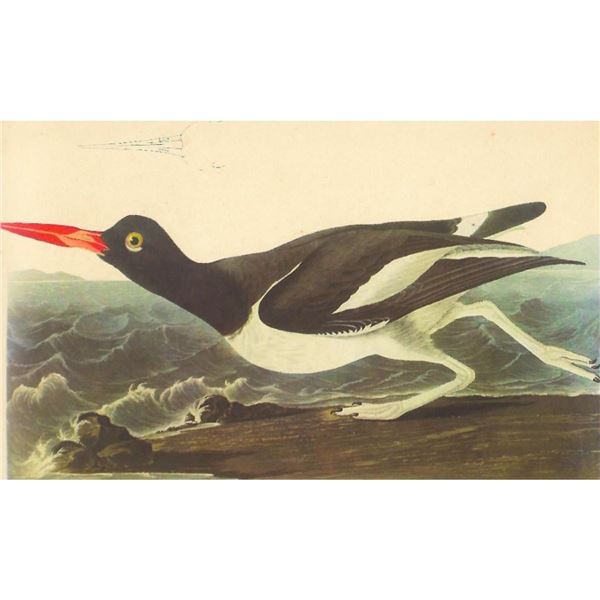 c1950 Audubon Print, Oystercatcher