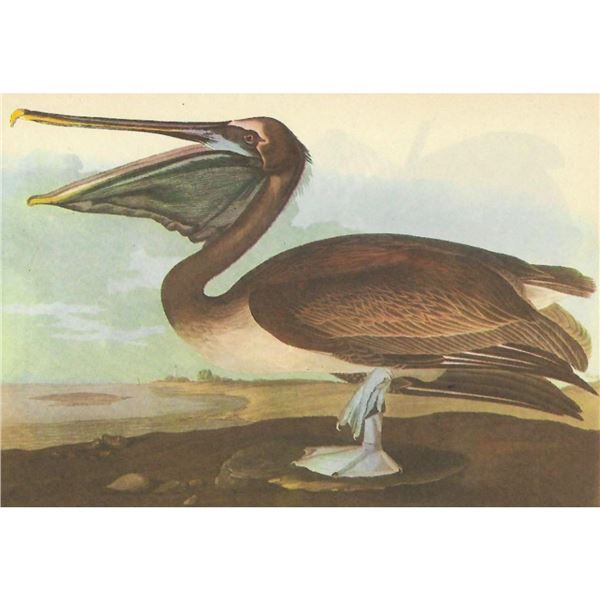 c1946 Audubon Print, #421 Brown Pelican