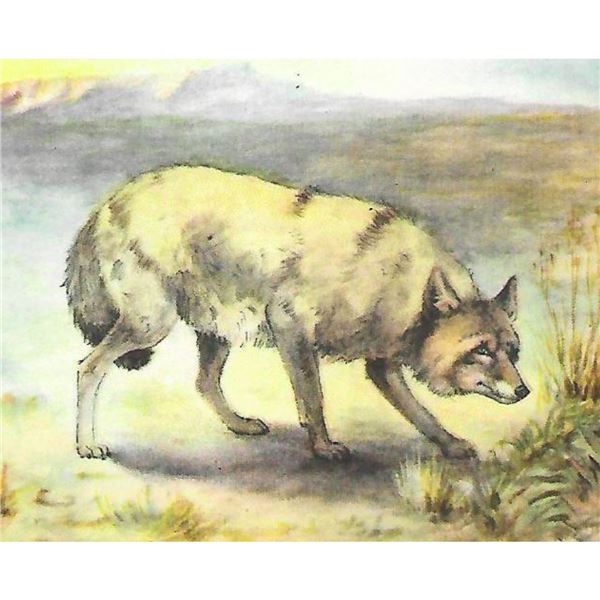 1920's Coyote Color Lithograph Print